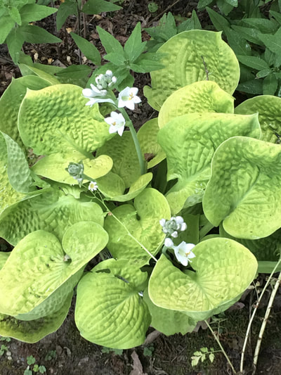 medium-sized hosta with gold leaves and white flowers