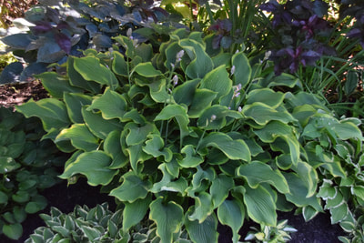 large hosta with green leaves and yellow margins and lavender flower buds