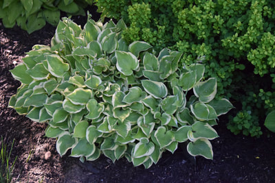 medium-sized hosta with green leaves and a white margin